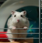 57128300_1269903079_hamster_07.jpg