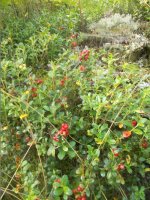 2. Брусника.jpg