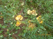 5. Лисички.jpg